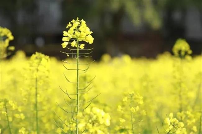 油菜花.jpg 油菜花.jpg