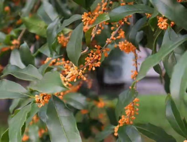 微信图片_20211102124729.jpg 微信图片_20211102124729.jpg